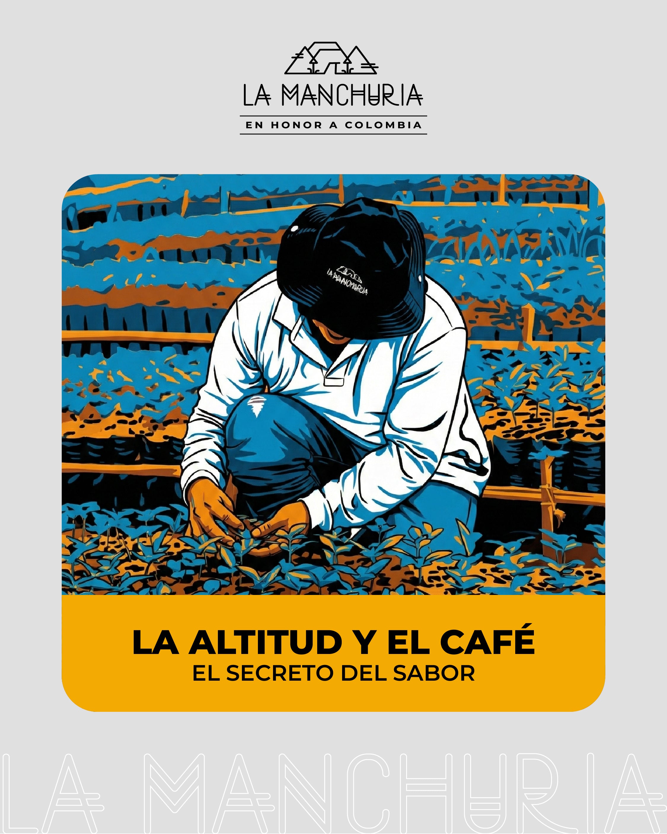 La Altitud En El Café