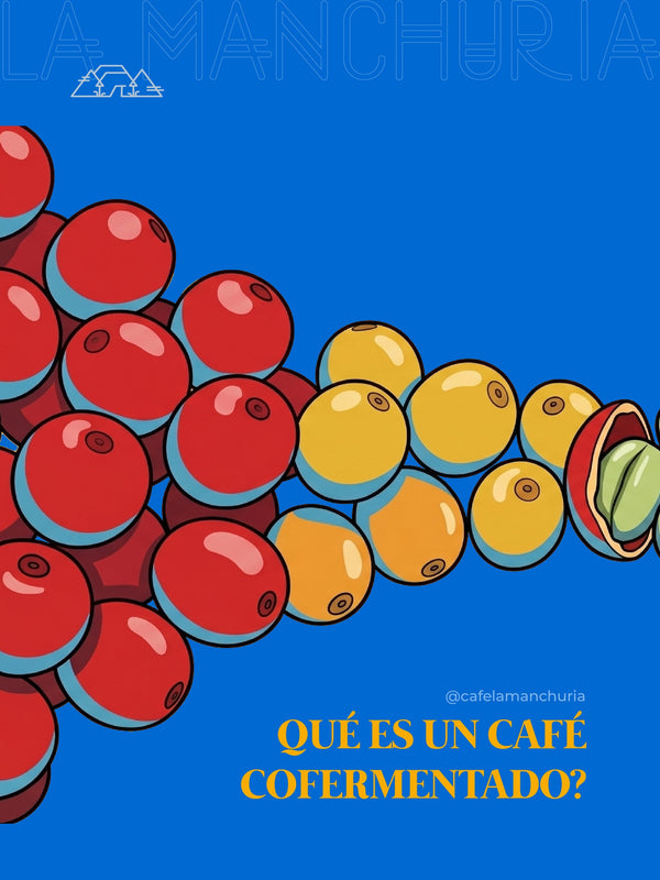 What Is Co-Fermented Coffee
