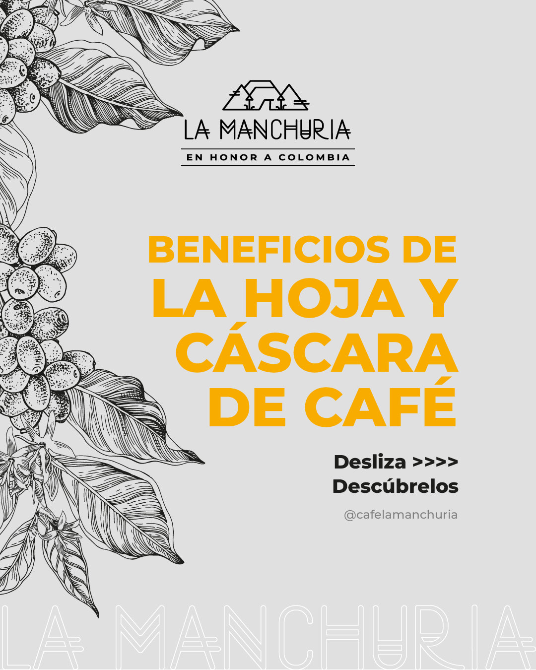 Beneficios de la hoja y cascara de cafe