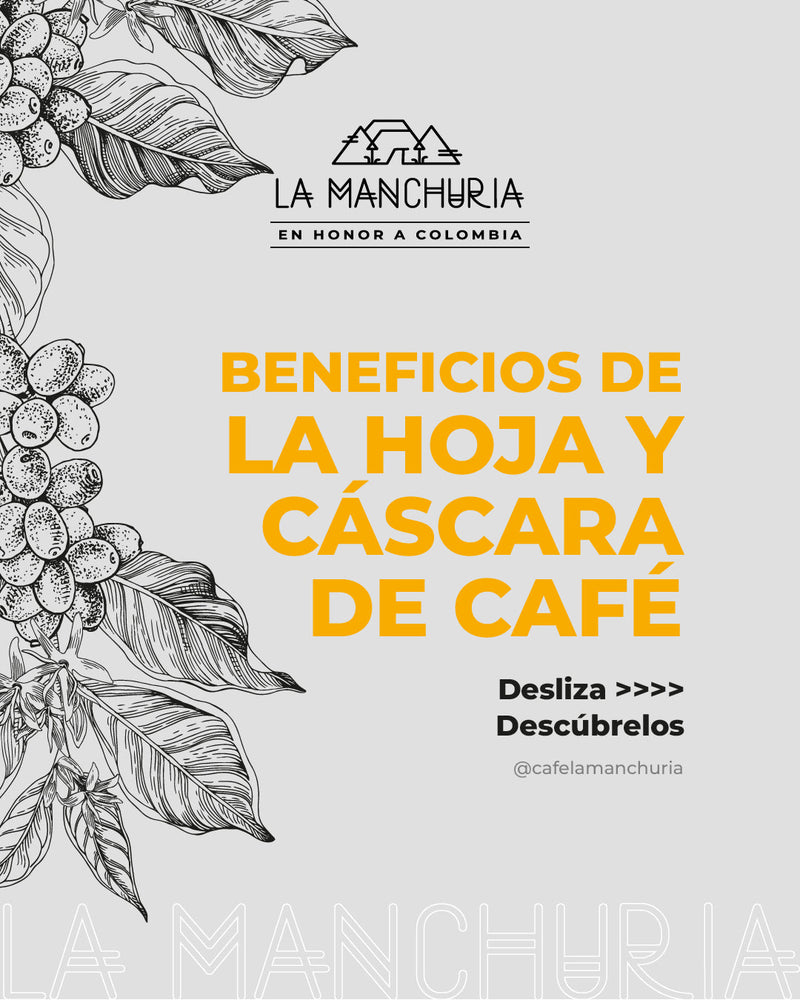 Beneficios de la hoja y cascara de cafe