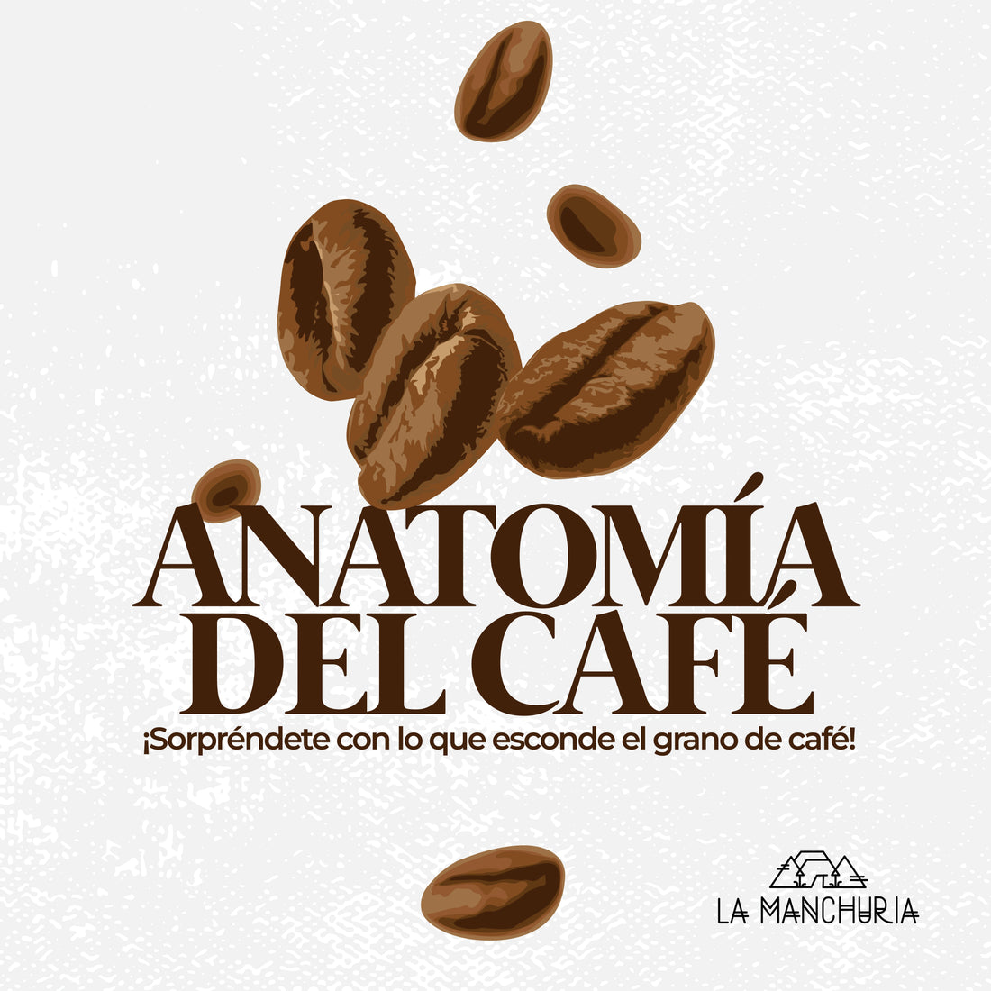 Anatomía del Café