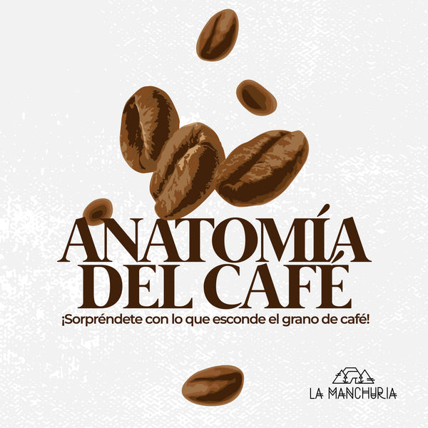 Anatomy of Coffee