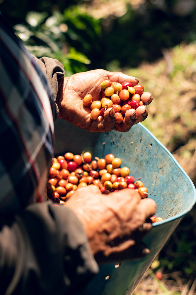 Auténtico café de especialidad