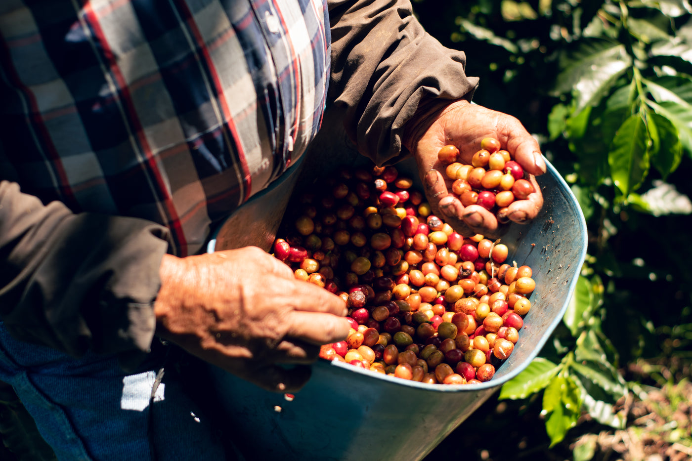 Auténtico café de especialidad