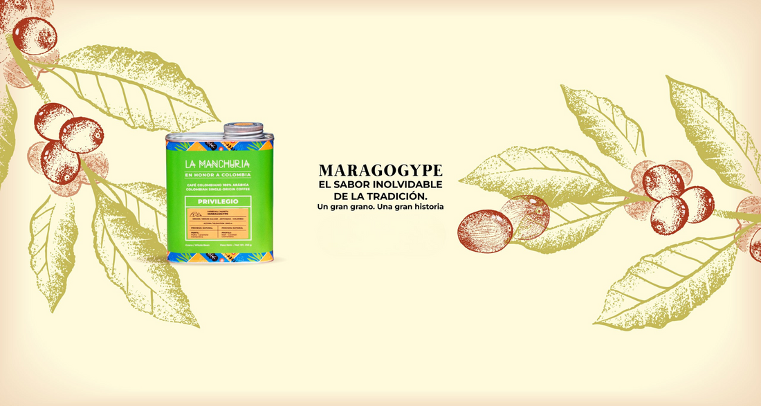 Café Maragogype